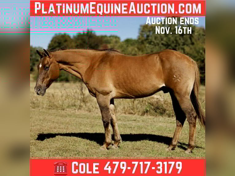 American Quarter Horse Wałach 15 lat 150 cm Bułana in Quitman AR