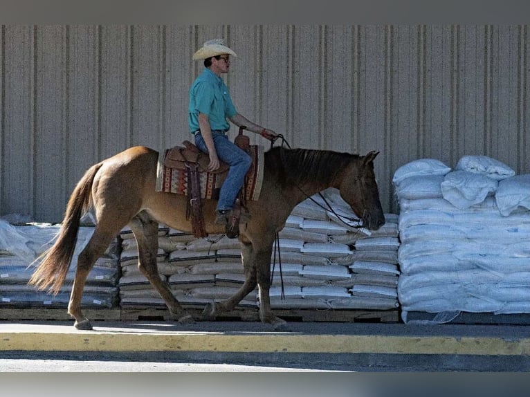 American Quarter Horse Wałach 15 lat 150 cm Bułana in Quitman AR