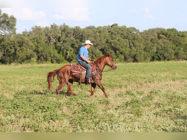 American Quarter Horse Wałach 15 lat 150 cm Ciemnokasztanowata in Lipan TX