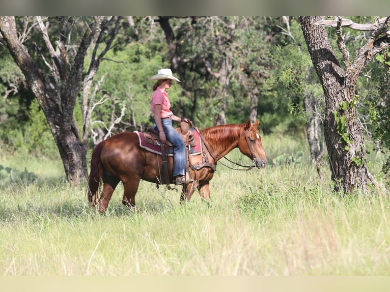 American Quarter Horse Wałach 15 lat 150 cm Ciemnokasztanowata in Lipan TX