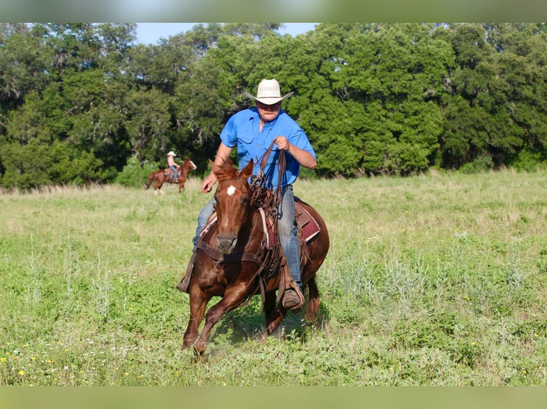American Quarter Horse Wałach 15 lat 150 cm Ciemnokasztanowata in Lipan TX