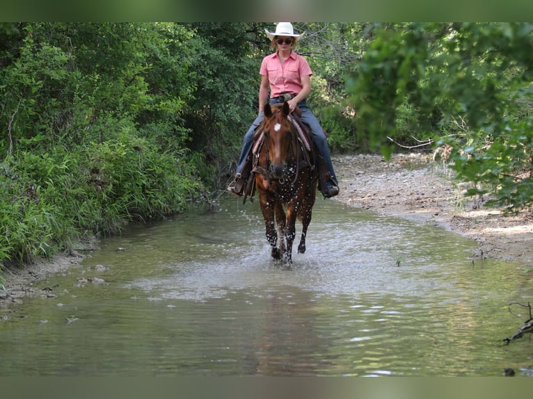American Quarter Horse Wałach 15 lat 150 cm Ciemnokasztanowata in Lipan TX