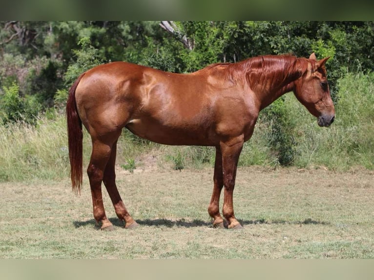 American Quarter Horse Wałach 15 lat 150 cm Ciemnokasztanowata in Lipan TX