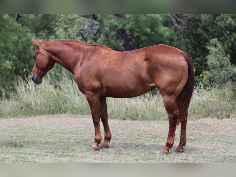 American Quarter Horse Wałach 15 lat 150 cm Ciemnokasztanowata in Lipan TX