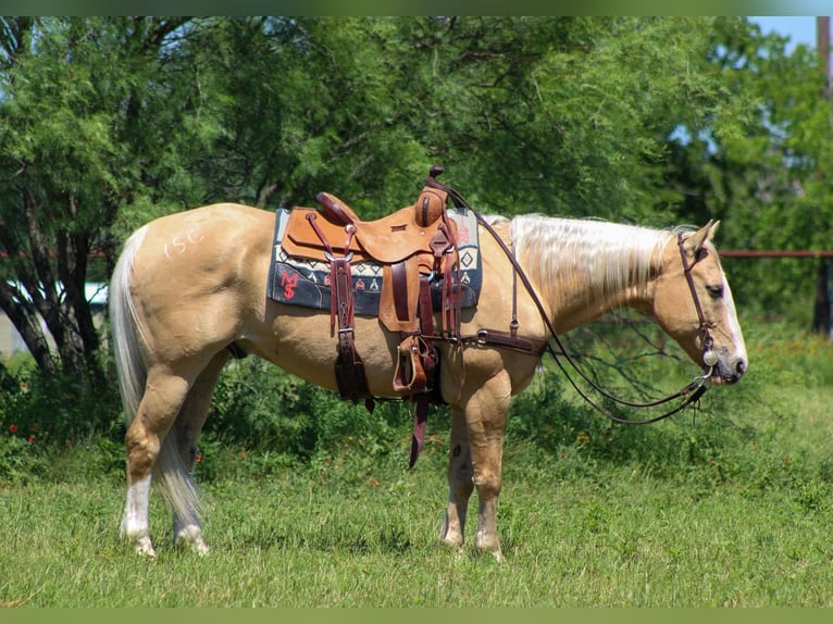 American Quarter Horse Wałach 15 lat 150 cm Izabelowata in Stephenville TX