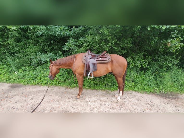 American Quarter Horse Wałach 15 lat 150 cm Kasztanowata in Pansdorf, Holstein