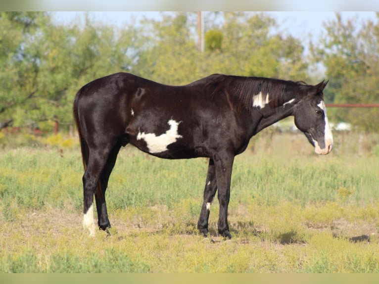 American Quarter Horse Wałach 15 lat 150 cm Overo wszelkich maści in Stephenville TX