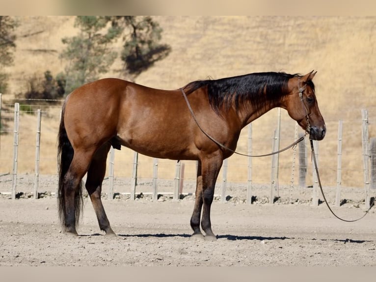 American Quarter Horse Wałach 15 lat 152 cm Bułana in Paicines CA