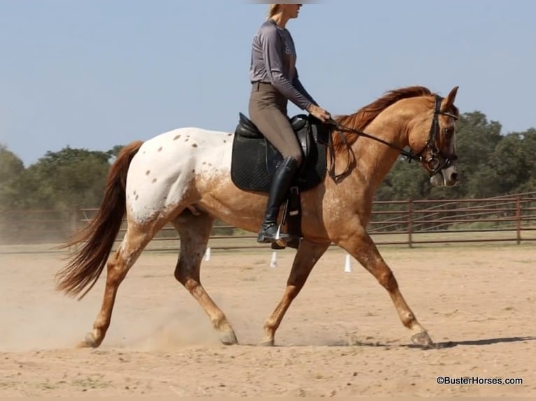 American Quarter Horse Wałach 15 lat 152 cm Bułana in Weatherford TX