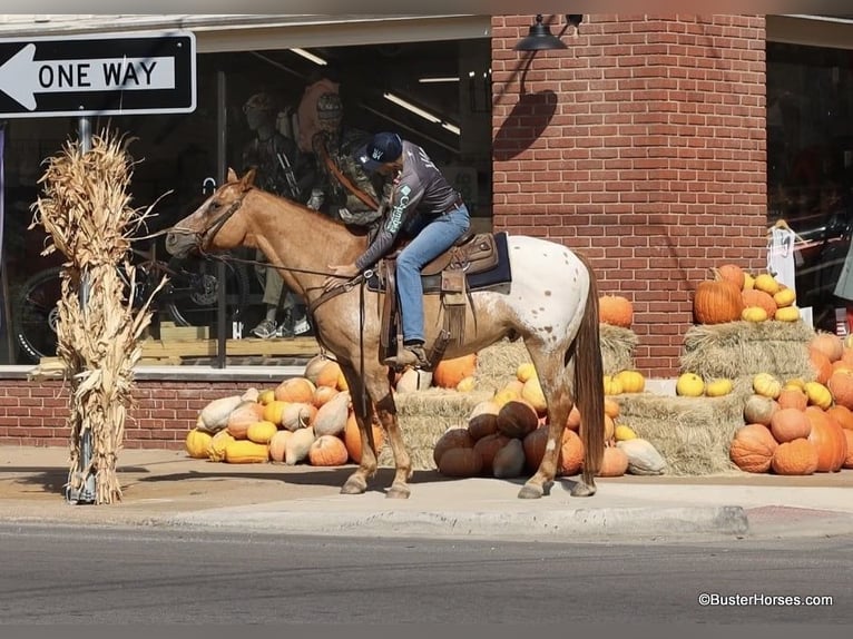 American Quarter Horse Wałach 15 lat 152 cm Bułana in Weatherford TX