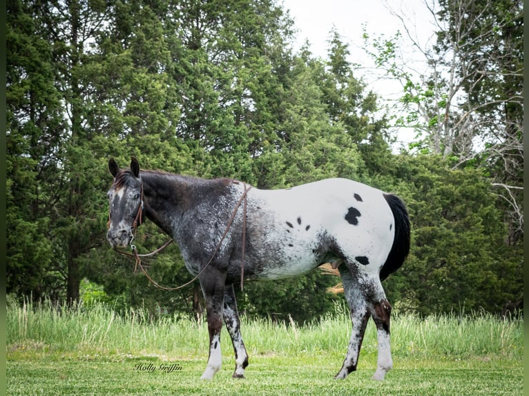 American Quarter Horse Wałach 15 lat 152 cm Ciemnokasztanowata in Greenville TX
