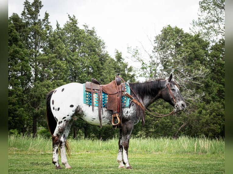 American Quarter Horse Wałach 15 lat 152 cm Ciemnokasztanowata in Greenville TX