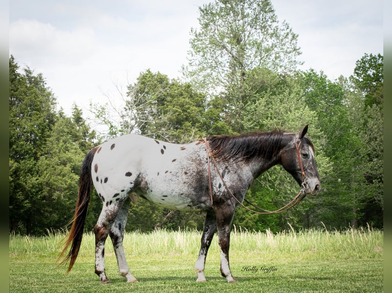 American Quarter Horse Wałach 15 lat 152 cm Ciemnokasztanowata in Greenville TX
