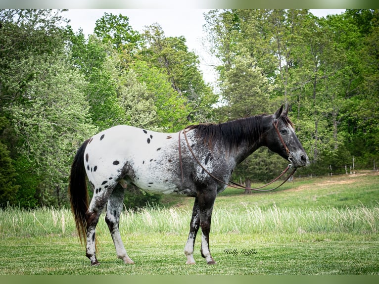 American Quarter Horse Wałach 15 lat 152 cm Ciemnokasztanowata in Greenville TX