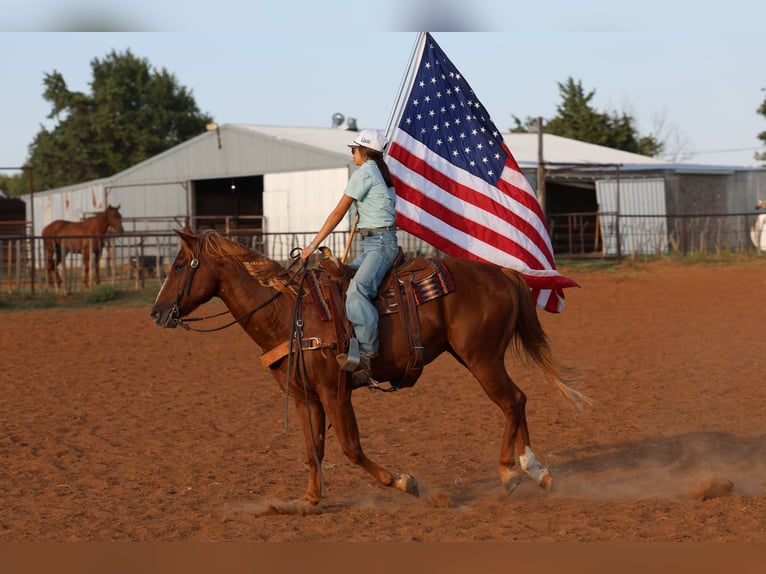 American Quarter Horse Wałach 15 lat 152 cm Cisawa in Stillwater