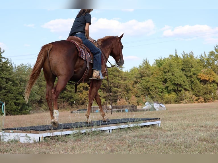 American Quarter Horse Wałach 15 lat 152 cm Cisawa in Stillwater
