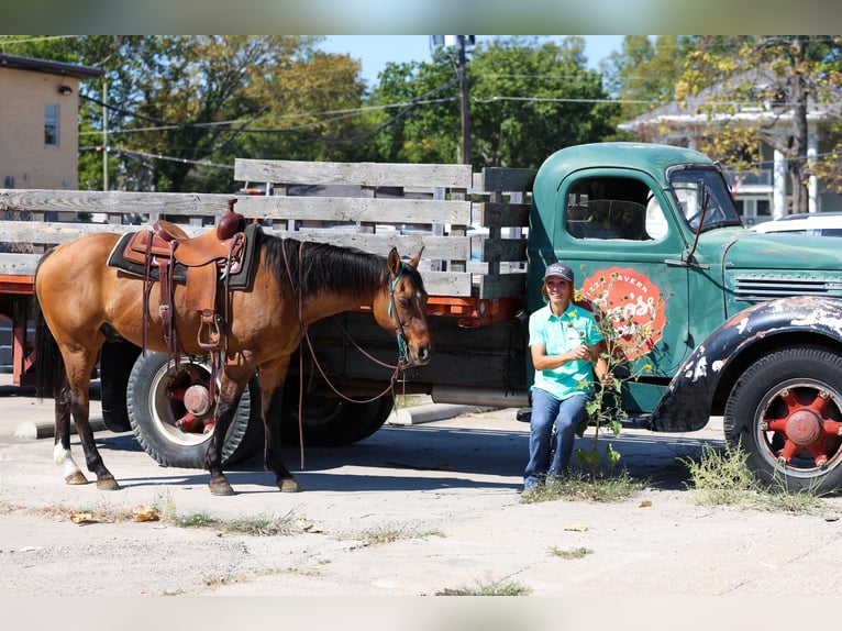 American Quarter Horse Wałach 15 lat 152 cm Jelenia in Forney