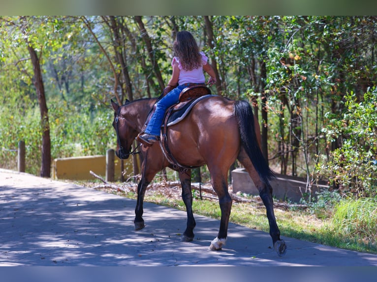 American Quarter Horse Wałach 15 lat 152 cm Jelenia in Forney