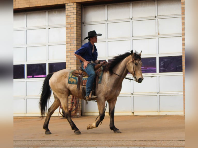 American Quarter Horse Wałach 15 lat 152 cm Jelenia in Cushing