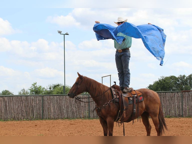 American Quarter Horse Wałach 15 lat 152 cm Kasztanowatodereszowata in lipan Tx