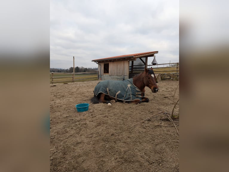 American Quarter Horse Wałach 15 lat 153 cm Gniada in Auerbach