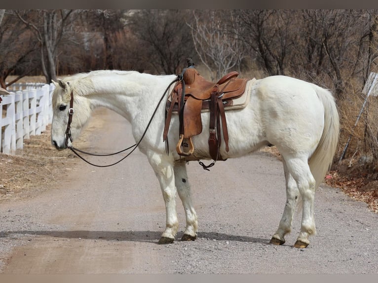 American Quarter Horse Wałach 15 lat 155 cm Biała in Camp Verde AZ