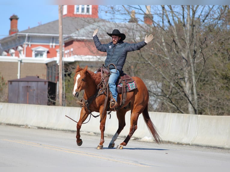 American Quarter Horse Wałach 15 lat 155 cm Cisawa in Clarion