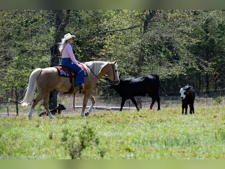 American Quarter Horse Wałach 15 lat 155 cm Izabelowata in Quitman AR