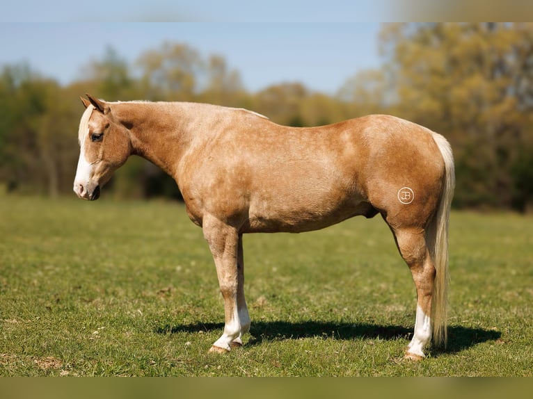 American Quarter Horse Wałach 15 lat 155 cm Izabelowata in Quitman AR