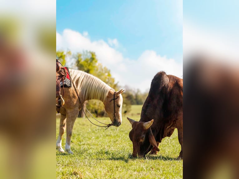 American Quarter Horse Wałach 15 lat 155 cm Izabelowata in Quitman AR