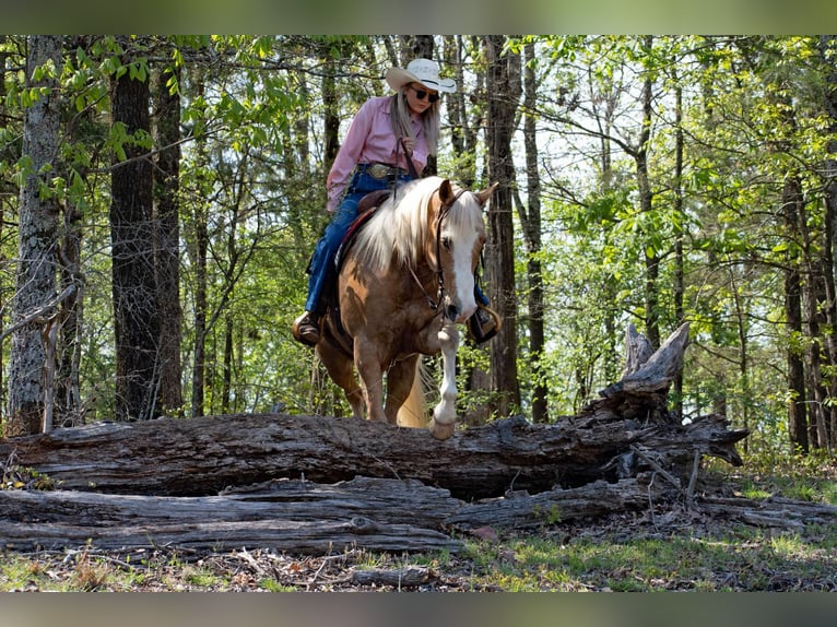 American Quarter Horse Wałach 15 lat 155 cm Izabelowata in Quitman AR