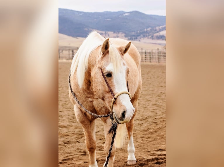American Quarter Horse Wałach 15 lat 155 cm Izabelowata in Winston MT