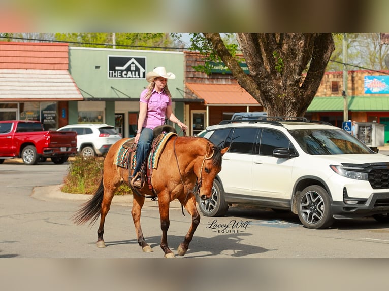 American Quarter Horse Wałach 15 lat 157 cm Bułana in Quitman