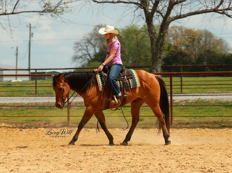 American Quarter Horse Wałach 15 lat 157 cm Bułana in Quitman