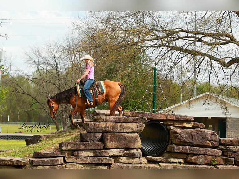 American Quarter Horse Wałach 15 lat 157 cm Bułana in Quitman