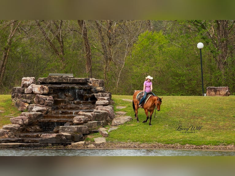American Quarter Horse Wałach 15 lat 157 cm Bułana in Quitman
