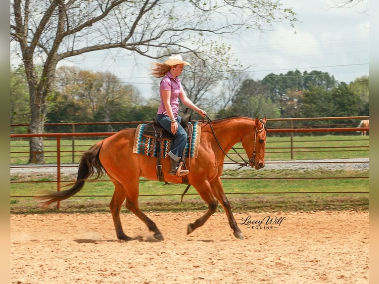 American Quarter Horse Wałach 15 lat 157 cm Bułana in Quitman