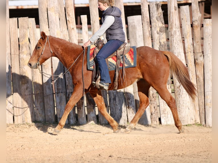 American Quarter Horse Wałach 15 lat 157 cm Ciemnokasztanowata in Athens