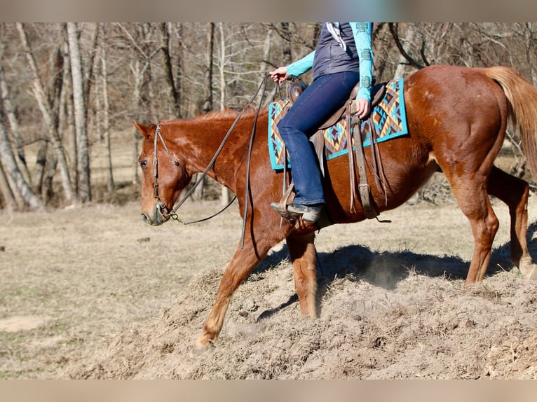 American Quarter Horse Wałach 15 lat 157 cm Ciemnokasztanowata in Athens