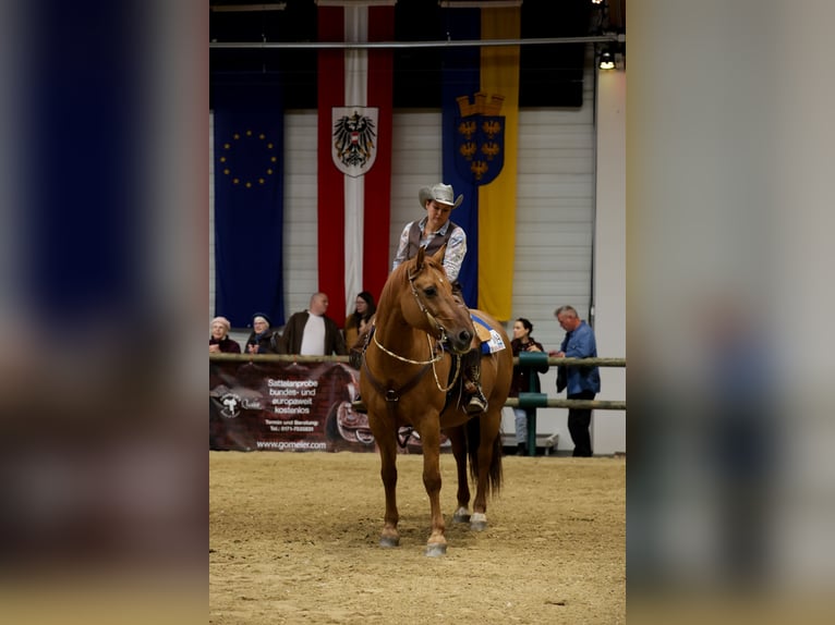 American Quarter Horse Mix Wałach 15 lat 160 cm Bułana in Steyr