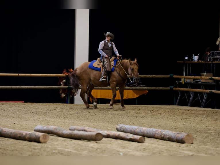 American Quarter Horse Mix Wałach 15 lat 160 cm Bułana in Steyr