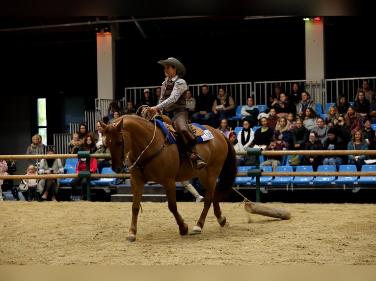 American Quarter Horse Mix Wałach 15 lat 160 cm Bułana in Steyr