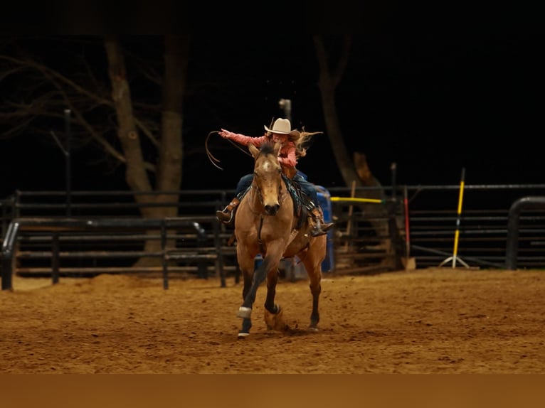 American Quarter Horse Wałach 15 lat 160 cm Jelenia in Quitman
