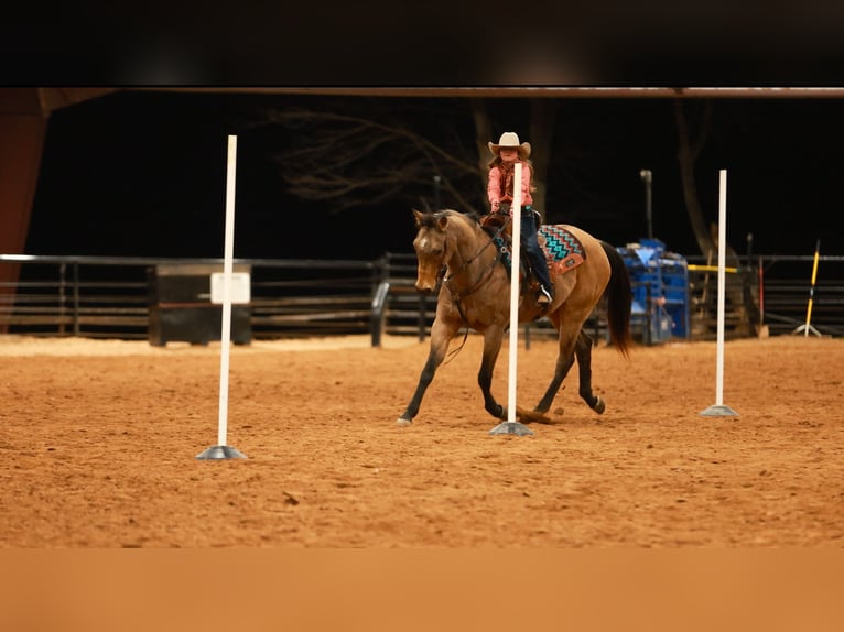 American Quarter Horse Wałach 15 lat 160 cm Jelenia in Quitman