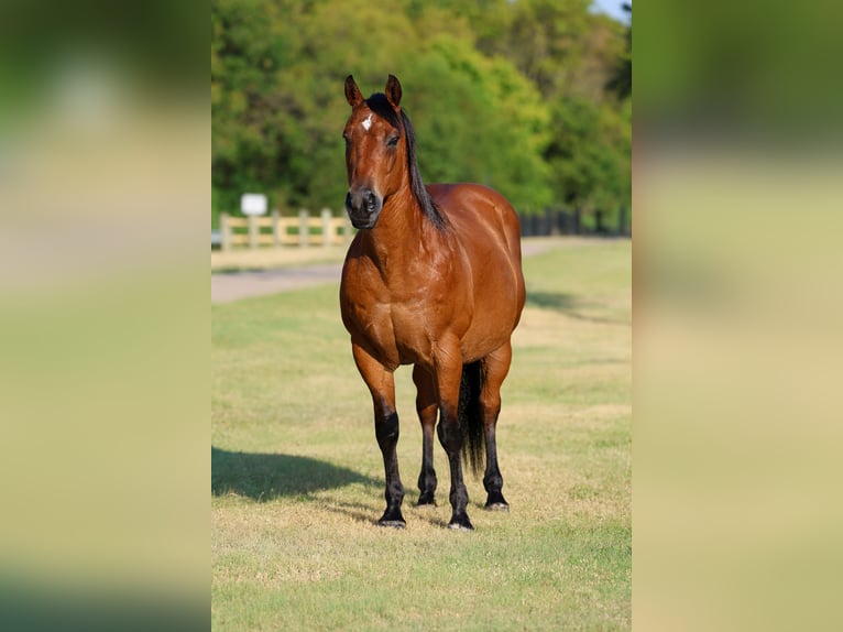 American Quarter Horse Wałach 15 lat Gniada in Terrell
