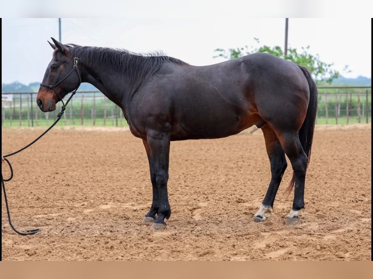 American Quarter Horse Wałach 15 lat Gniada in Stephenville