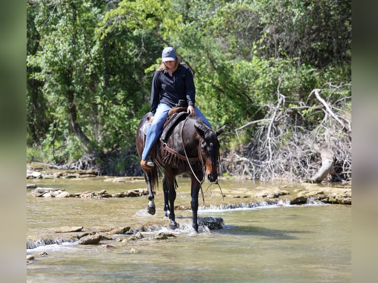 American Quarter Horse Wałach 15 lat Gniada in Stephenville