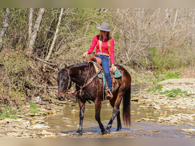 American Quarter Horse Wałach 15 lat Gniada in Hillsboro KY