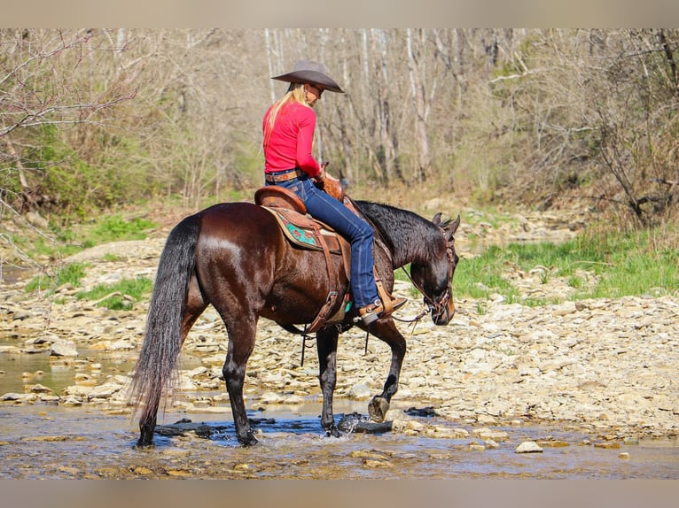 American Quarter Horse Wałach 15 lat Gniada in Hillsboro KY