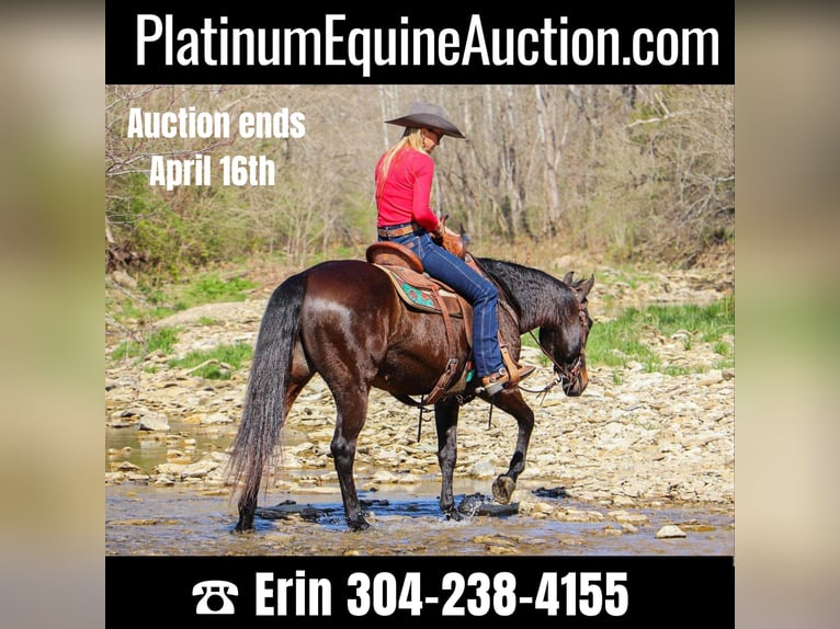 American Quarter Horse Wałach 15 lat Gniada in Hillsboro KY